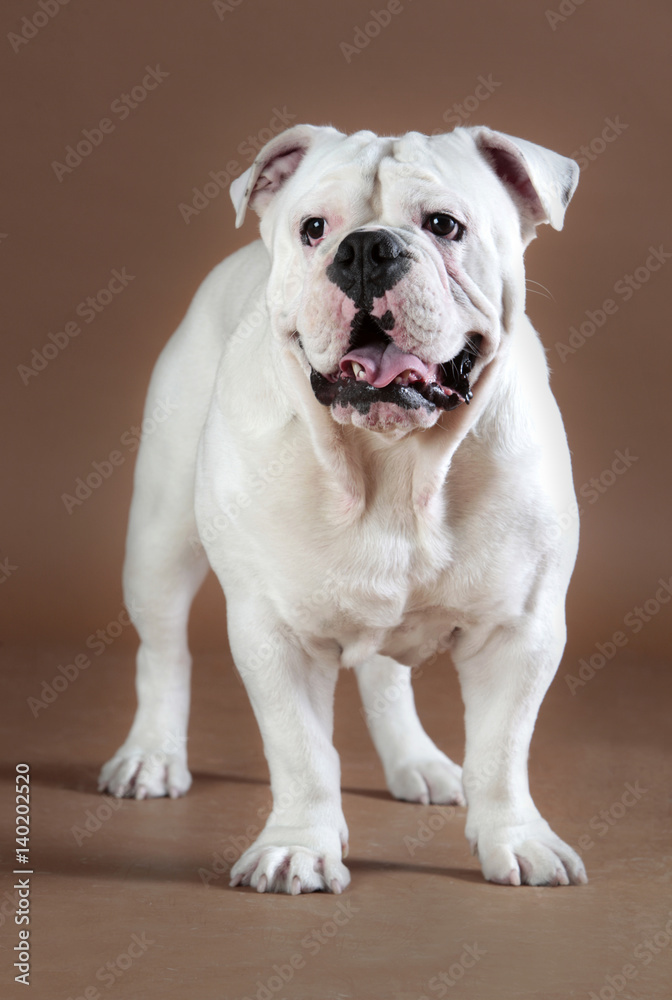 White bulldog portrait