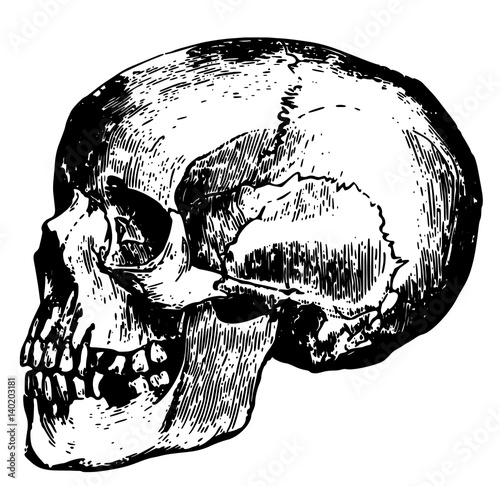 realistic sketch of a skull