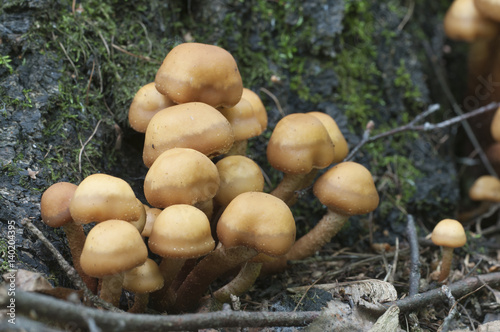 Sheathed woodtuft