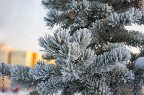Frozen branches of blue spruce in winter