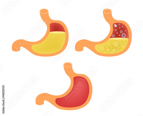 Stomach gas vector : anatomy and organ
