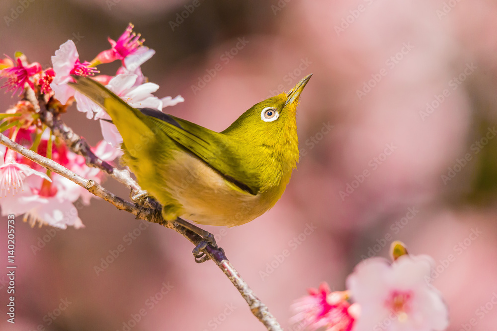 The Japanese White eye.The background is winter cherry blossoms. Located in Tokyo Prefecture Japan. The Japanese White eye.The background is winter cherry blossoms. Located in Tokyo Prefecture Japan.