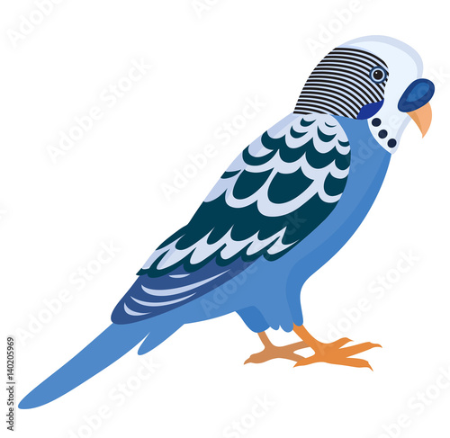 Blue budgerigar with colorful feathers, isolated vector illustration