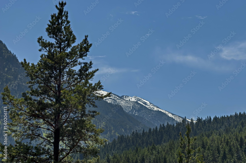 Scene with mountain top and coniferous forest  in the high peak of Rila mountain, Bulgaria