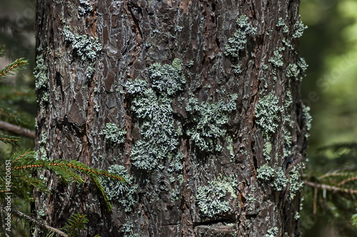 Summer scene of trunk covered with lichen in  Rila mountain, Bulgaria