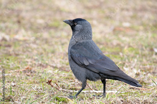 Western jackdaw (Corvus monedula). Black bird on the grass