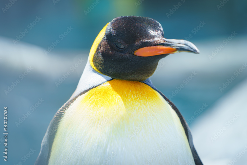 Obraz premium キングペンギン / 旭山動物園