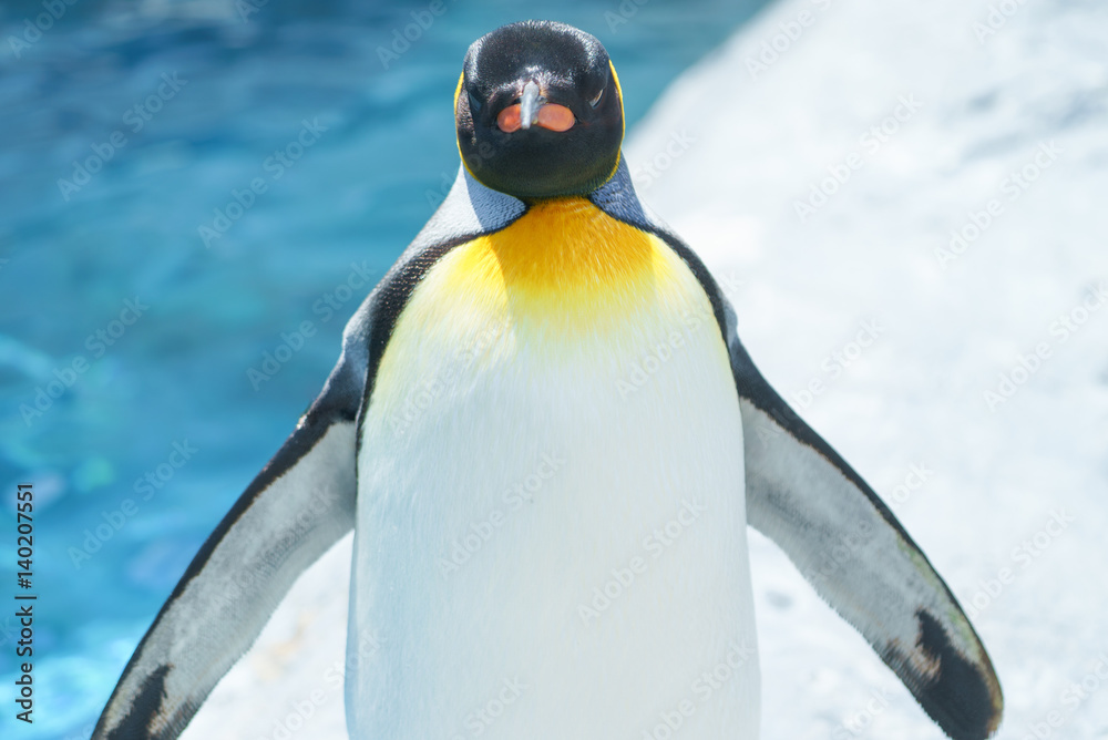 Fototapeta premium キングペンギン / 旭山動物園 北海道
