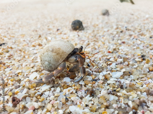 A journey of Hermit Crab in the beach