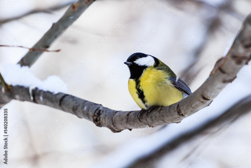 Blue tit (Parus caeruleus) perched on a frosty tree. Resort Belokurikha. Altai, Russia Blue tit (Parus caeruleus) perched on a frosty tree. Resort Belokurikha. Altai, Russia