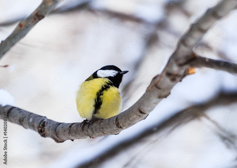 Blue tit (Parus caeruleus) perched on a frosty tree. Resort Belokurikha. Altai, Russia Blue tit (Parus caeruleus) perched on a frosty tree. Resort Belokurikha. Altai, Russia