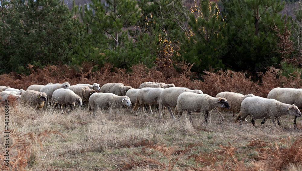Late autumn. Small herd of sheep moving along the edge of a pine forest glade. Late autumn. Small herd of sheep moving along the edge of a pine forest glade.