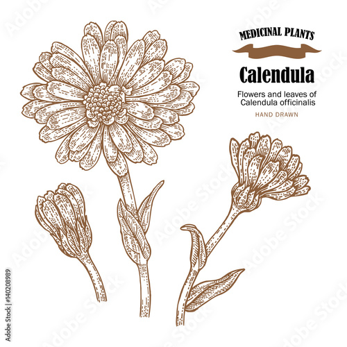 Calendula plant vector illustration. Flowers ans leaves of Calendula officinalis. Hand drawn medicinal plants and herbs.