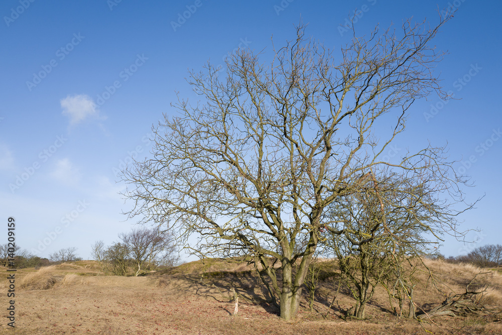 Oak tree. Oak tree.