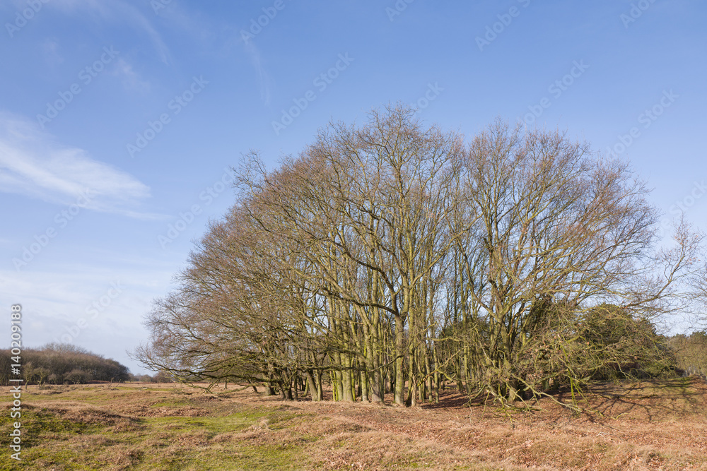 Fototapeta premium Oak trees.