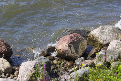 Stones and flowers on the river bank
