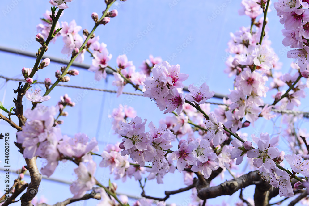 The peach blossom