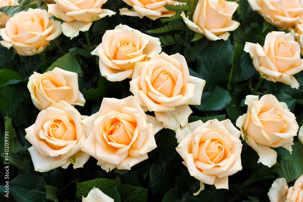 Deep beige roses