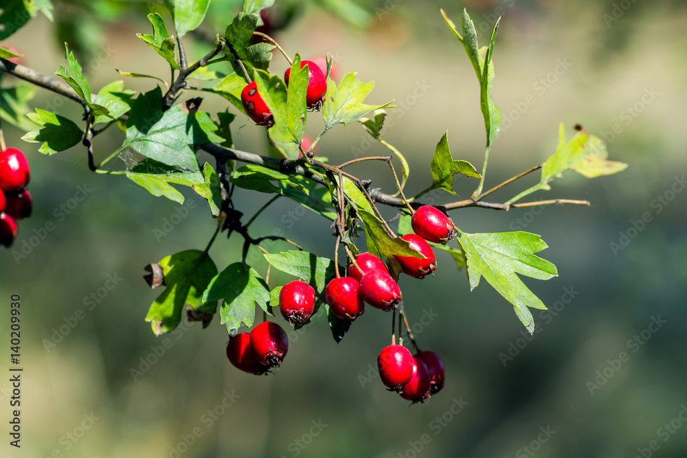 Branch with hawthorn berries
