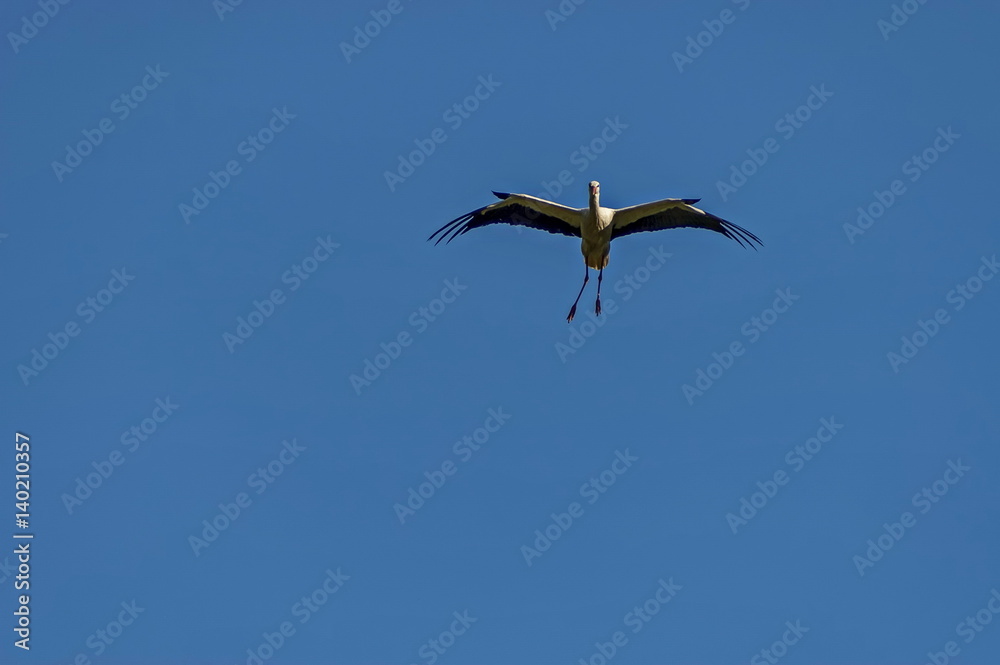 White stork in flight, Rila mountain, Bulgaria White stork in flight, Rila mountain, Bulgaria