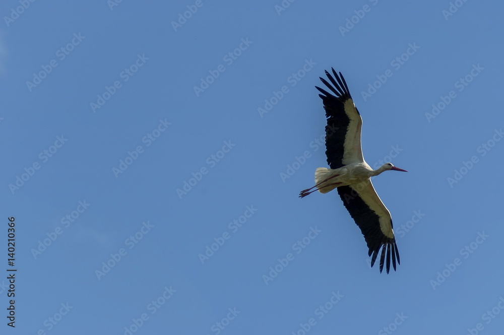 Obraz premium White stork in flight, Rila mountain, Bulgaria 