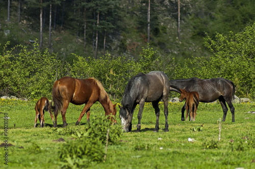Mountain landscape and wild horses in Rila mountain, Bulgaria 