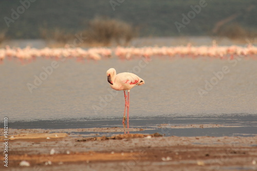 Flamingo standing in lake Bogoria, Kenya 