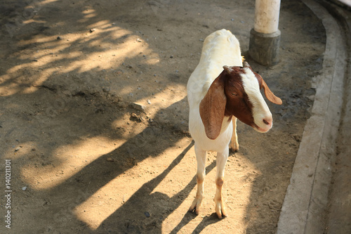 Lonely goat photo