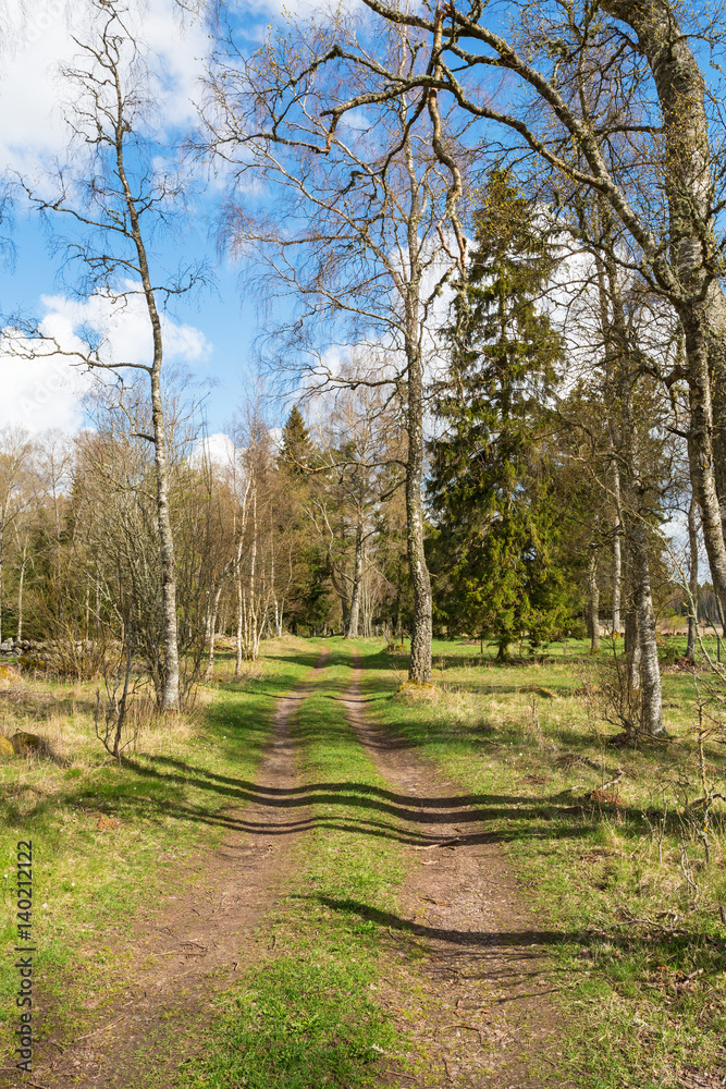 Obraz premium Dirt road through a sunny pasture in spring