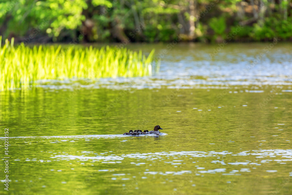 Goldeneye with baby birds swimming in the river Goldeneye with baby birds swimming in the river