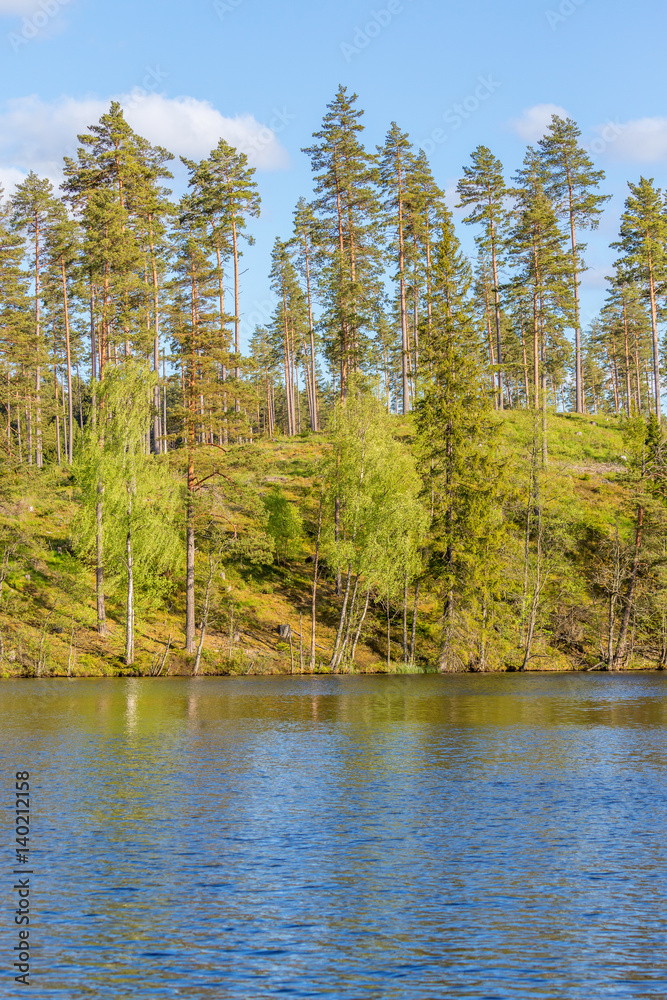 Obraz premium Pine trees on the hill by the lake