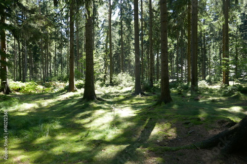 Green forest floor