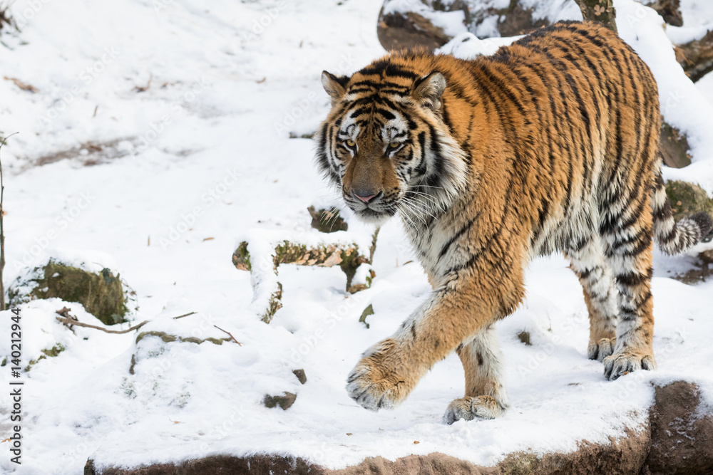 Obraz premium Tiger
