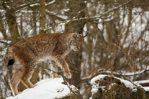 Lynx