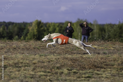 Whippet dog running. Coursing training. Dog running on the field. Sunny summer day