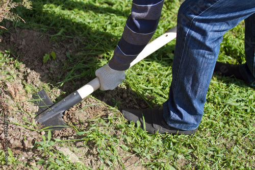 spring works in a garden, the man in fabric gloves digs a shovel a hole in the earth for landing of a tree. A man planting a tree in a hole.