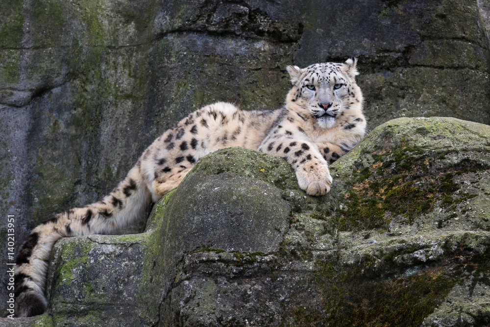 Snow leopard