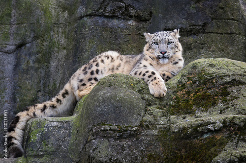 Obraz na płótnie Snow leopard w salonie