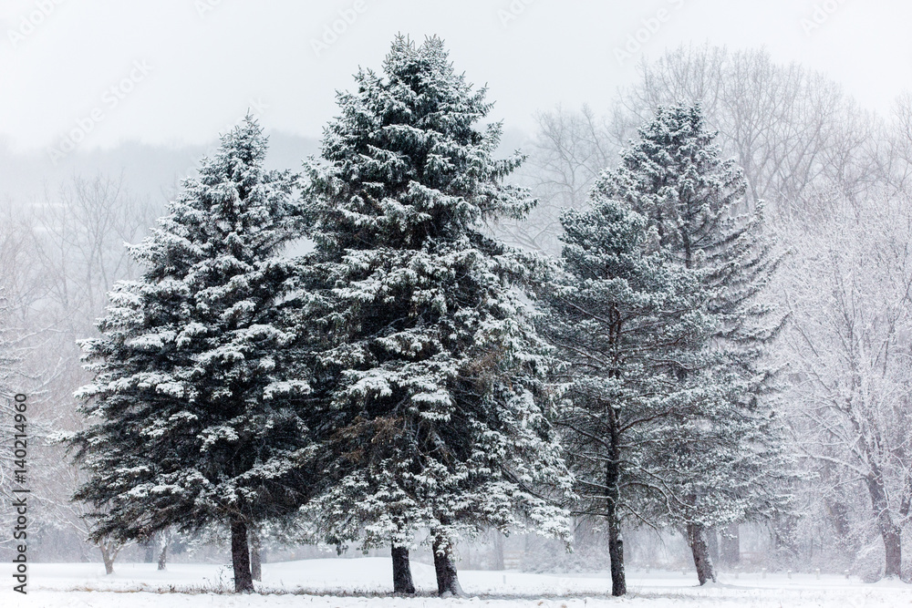 Pine Trees Snow Pine Trees Snow