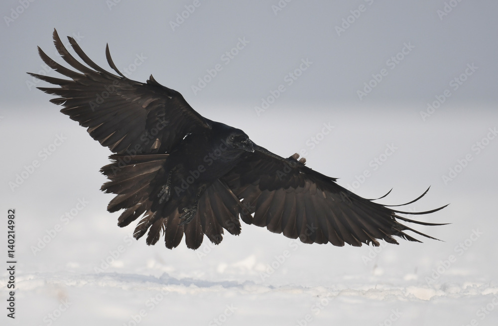 Obraz Kruk zwyczajny (Corvus corax)