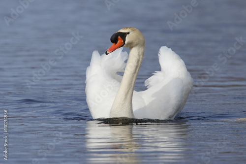 Mute Swan swimming with wings extended