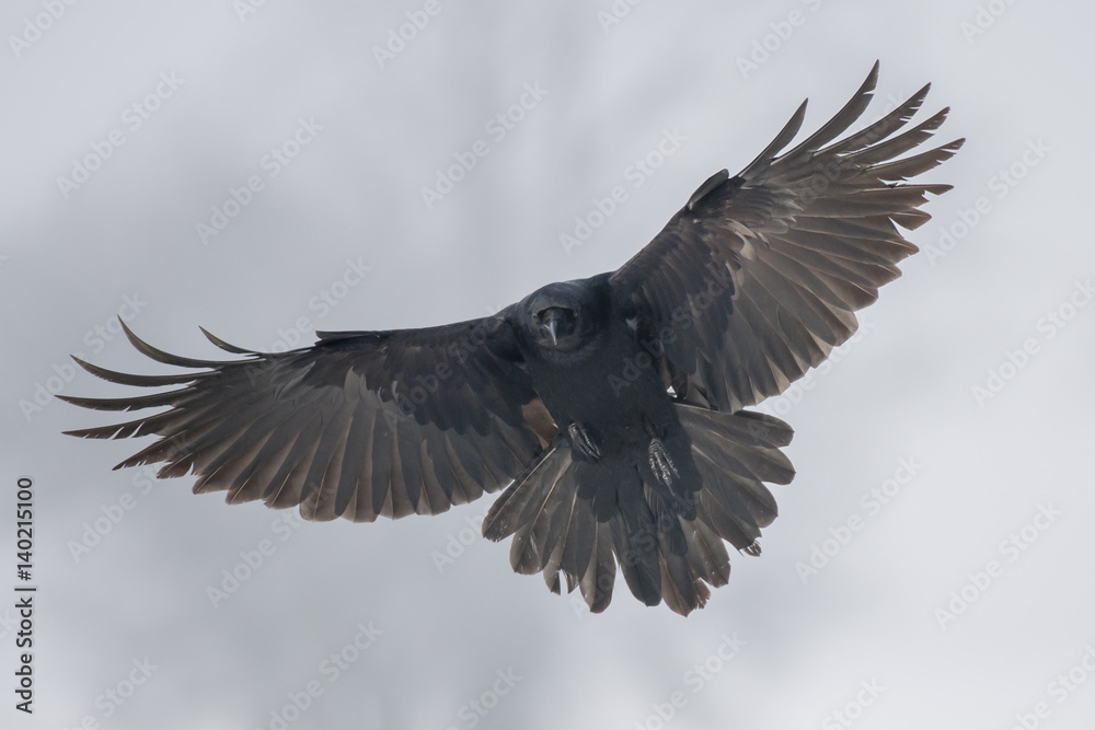 Obraz premium Common Raven (Corvus corax)