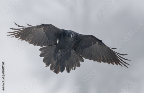 Common Raven (Corvus corax) © Piotr Krzeslak