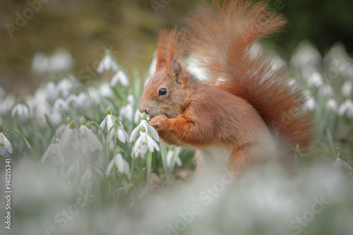 Cute squirrel in spring