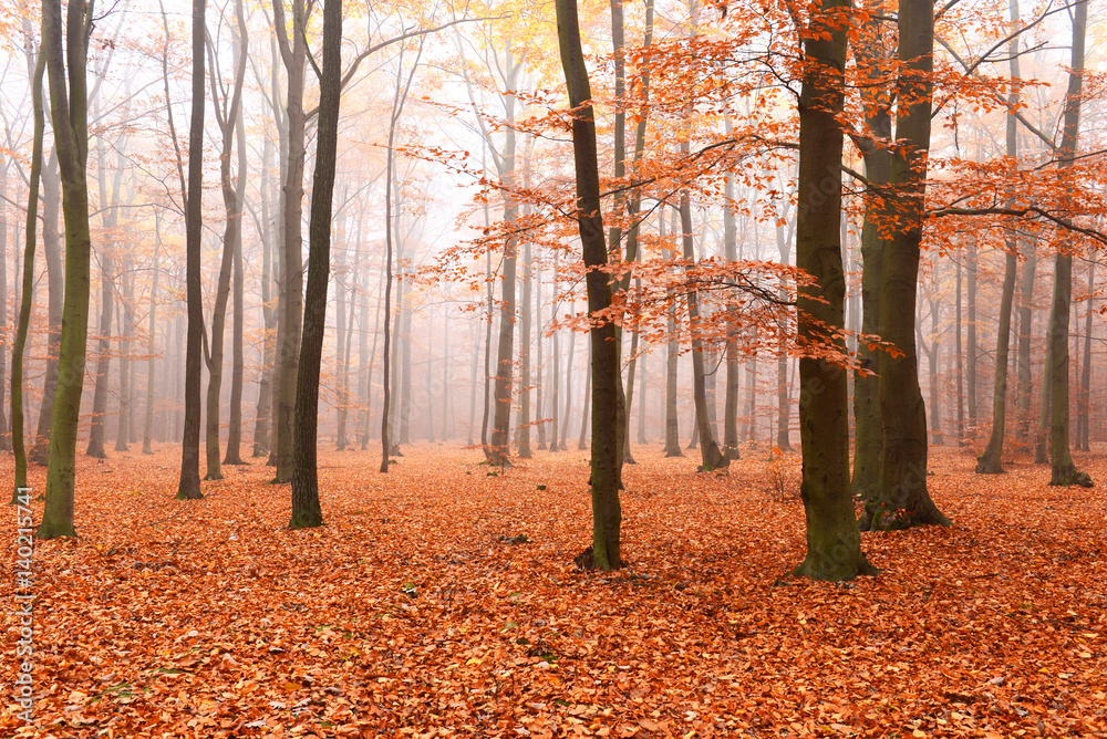 Obraz premium forest