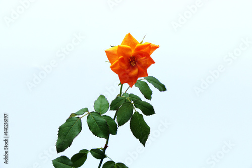 Blooming orange tea rose with green leaves and stalk on a white background. photo