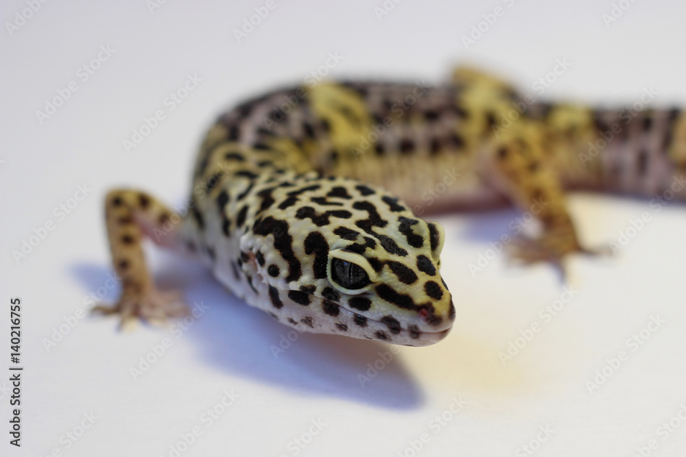Lizard Eublepharis spotted leopard Lizard Eublepharis spotted leopard