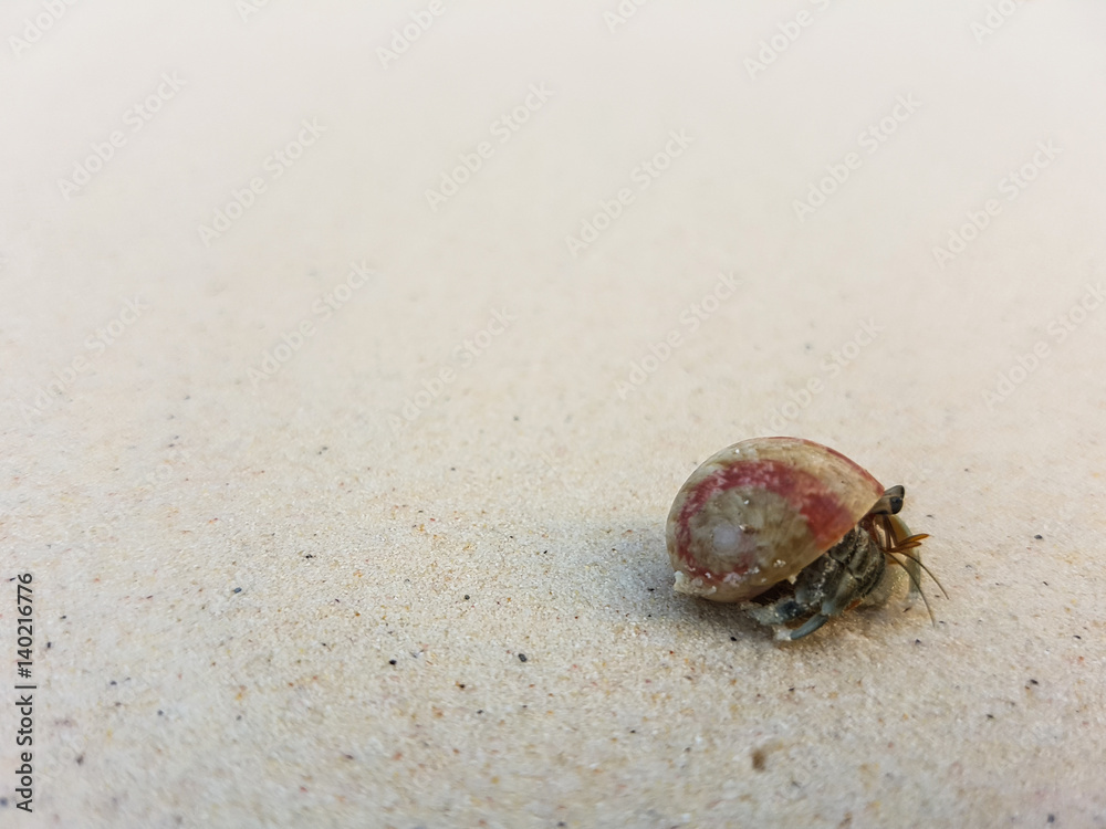 A journey of Hermit Crab in the beach. A journey of Hermit Crab in the beach.