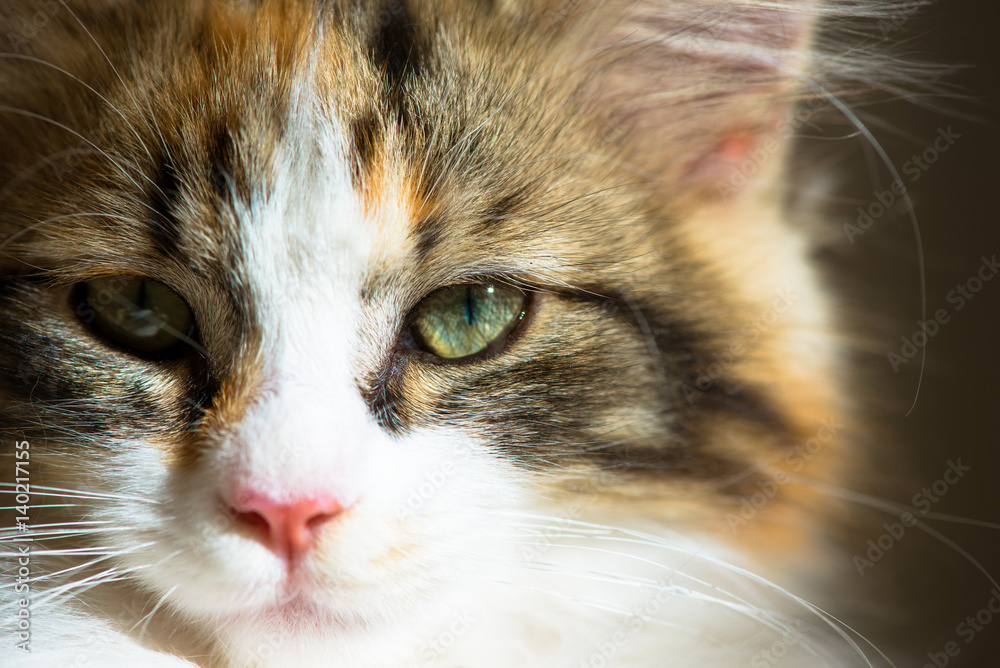 Kitten portrait, natural light closeup. Kitten portrait, natural light closeup.
