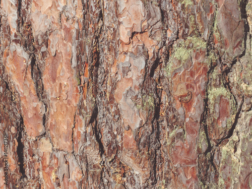 The pine bark. Texture